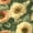 Color 1, variant on Peel and Stick Wallpaper Sunflower Floral Soft Yellow Blooms Muted Green Leaves Vintage 17.7in x 118in Contact Paper Removable Self Adhesive Wall Mural Wall Decor for Bedroom Kitchen Cabinets