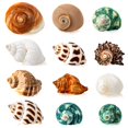 thumbnail image 1 of Caracolas de mar naturales WedoSoy con forma de conchas de cangrejo ermitaño, 12 unidades, de 4 a 8 cm, 1 of 6