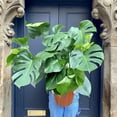 thumbnail image 5 of Monstera Deliciosa - Live Plant in a 10 Inch Pot - Philodendron Monstera Deliciosa - Beautiful Clean Air Indoor Plant, 5 of 5