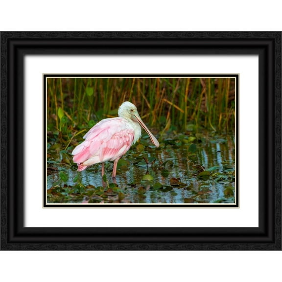 Haddad, Sheila 32x23 Black Ornate Wood Framed with Double Matting Museum Art Print Titled - A Roseate Spoonbill standing in water in Orlando Wetlands-Florida
