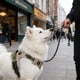 thumbnail image 5 of Arnés para mascotas | Malla transpirable reflectante sin mangas para perros y gatos. Correas ajustables para el pecho y el cuello | Acolchado suave para mayor comodidad | Paseos nocturnos segu, 5 of 5