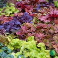 thumbnail image 4 of 1 gal. Magma Coral Bells (Heuchera), 4 of 9