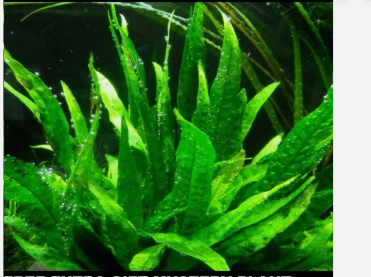 Java Fern Live Aquarium Plant (Microsorum pteropus)