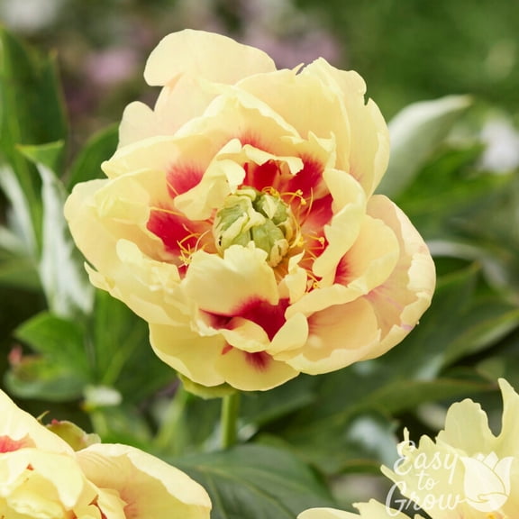 Peony Itoh Prairie Charm 1 root division - Spring Yellow & Magenta Blooms in Sun