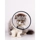 thumbnail image 2 of 1pc Pet Elizabethan Collar For Dogs And Cats, Antiscratch And Anti-Biting, Beauty And Protection, Recovery Collar, 2 of 4