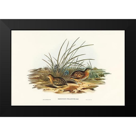 Gould, John 14x11 Black Modern Framed Museum Art Print Titled - Black-backed Hemipode-Hemipodius melanotus