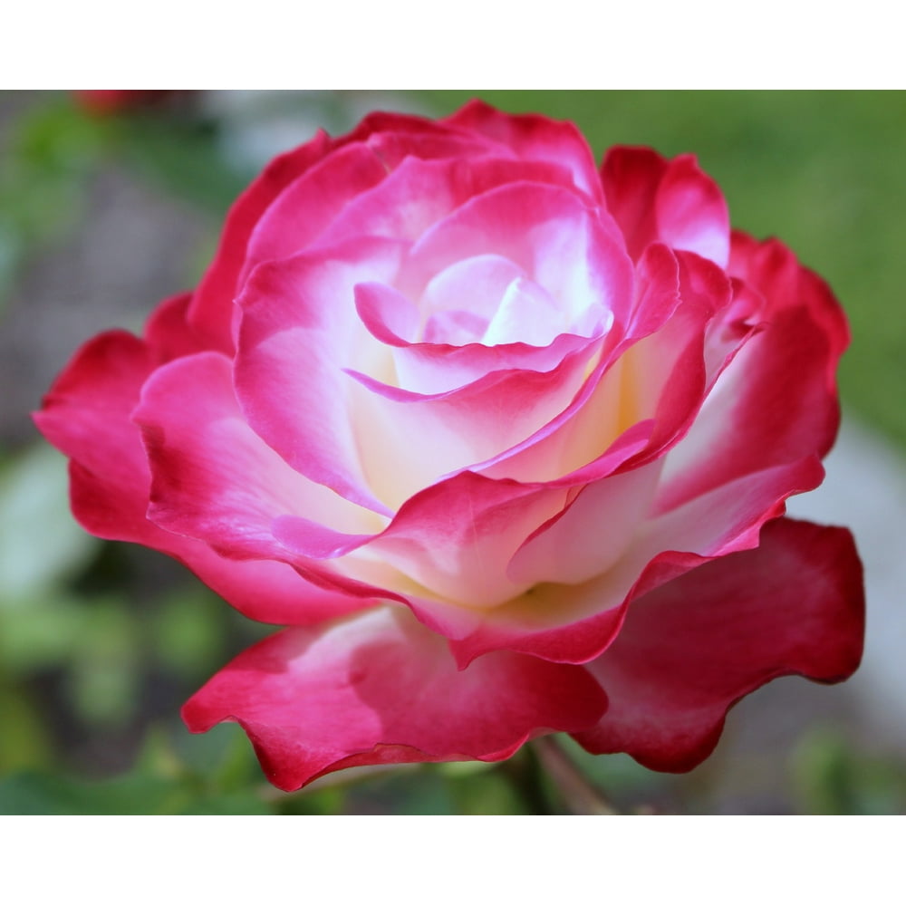 Cherry Parfait Grandiflora Rose Bush 4" Pot