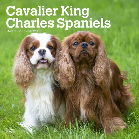 Cavalier King Charles Spaniels | 2026 12x24" (Hanging) Wall Calendar | Plastic-Free