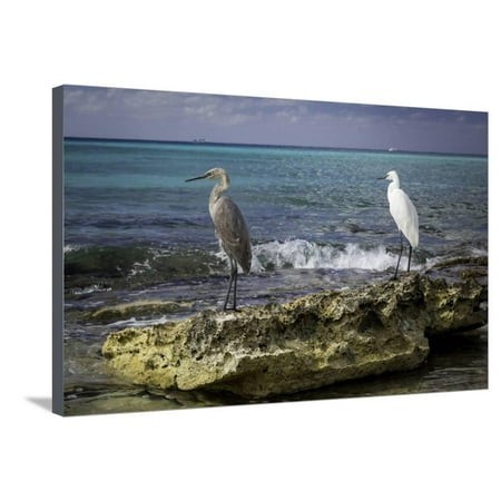 Grey and White Egrets on a Rock Along the Shore of Grand Cayman, Cayman Islands, West Indies Stretched Canvas Print Wall Art By Brian (Best Time Of Year To Visit Cayman Islands)