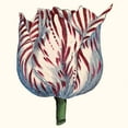 thumbnail image 3 of Vision Studio 15x15 Black Modern Framed Museum Art Print Titled - Tulip Garden VI, 3 of 5