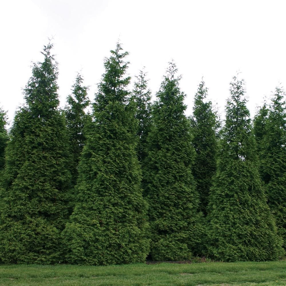 Thuja Green Giant Arborvitae Evergreen Live Shrub in 3-Gallon Grower Pot