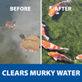 thumbnail image 5 of The Pond Guy RapidClear Water Clarifier, Eliminate Murky, Dirty Water Fast - 16 Ounces, 5 of 7