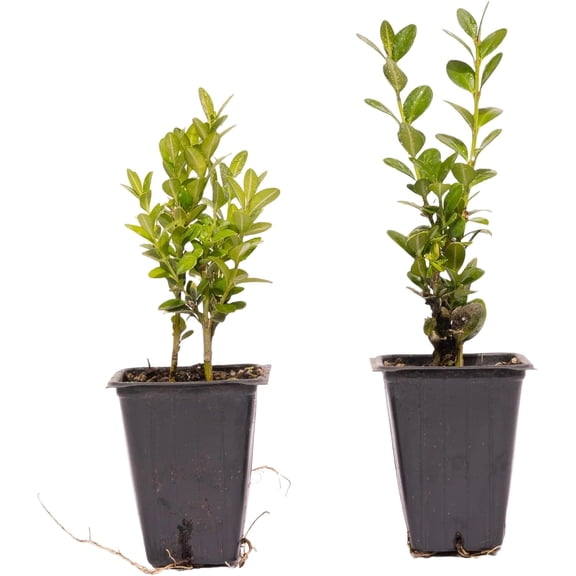 2 Green Mountain Boxwood, Live Plants – Buxus ‘Green Mountain’ – Thriving in 2.5” Nursery Cubes – Hardy, Adaptable Evergreen with Bright Foliage