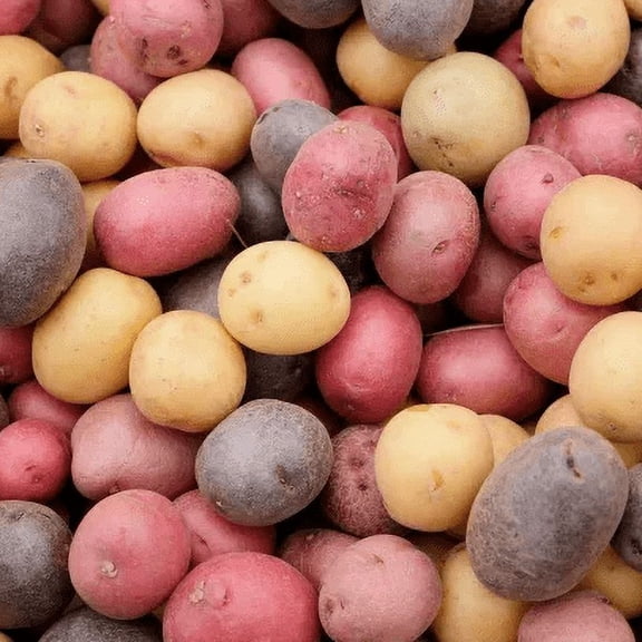 TomorrowSeeds - PRE-ORDER NOW! SHIPS MARCH 2025 - 3 Colors Mix Seed Potatoes Seeds - 1 Pound