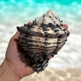 thumbnail image 3 of Large Conch Seashell Black White Spiky Real Rare Natural Big Decorative Sea Shells Coastal Beach Home Decor Ocean Decoration Collection Gift, 3 of 5