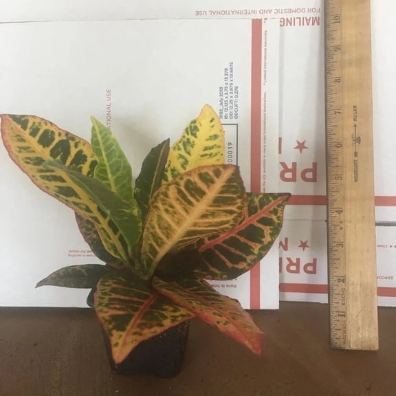 Croton Petra Live Starter Plant (1 Plant) – Less Than 12 Inches Tall