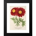 thumbnail image 2 of Charles Antoine Lemaire 18x24 Black Modern Framed Museum Art Print Titled - Pyrethrum Souvenir De Vandervinnen (1854-1896), 2 of 5