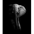 thumbnail image 2 of Wildphotoart 15x17 White Modern Wood Framed Museum Art Print Titled - Elephant!, 2 of 4