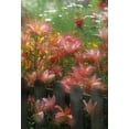 thumbnail image 2 of Rotenberg, Nancy 14x18 White Modern Wood Framed Museum Art Print Titled - PA, Double exposure of lilies and fence in garden, 2 of 4