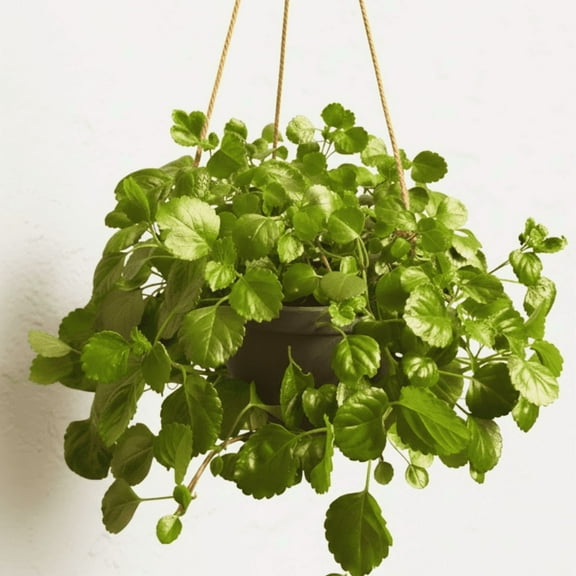 2 Pcs Green Swedish Ivy Full Rooted Live Plant in Pot, Trailing Swedish Ivy for Gardening