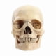 thumbnail image 1 of Medical-Skull Human Body Model Education Skull Model 1:2 for Student Teaching Study Assembling Model, 1 of 5