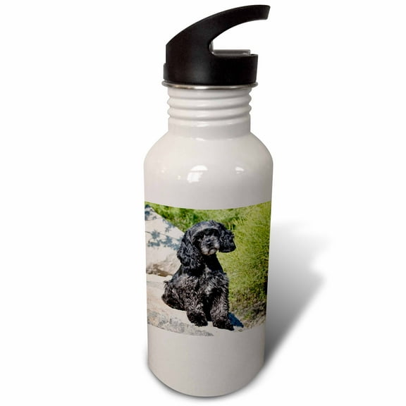 3dRose, Cockapoo dog sitting on some boulders - NA02 ZMU0111 - Zandria Muench Beraldo, 21 oz Sports Water Bottle
