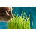 DesertUSA Cat Grass Refill MMF7 Kit, includes Seeds and Peat Soil