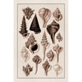 thumbnail image 3 of Sowerby, G.B. 17x24 Black Modern Framed Museum Art Print Titled - Shells: Trachelipoda #4 (Sepia), 3 of 5
