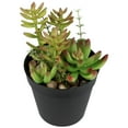 thumbnail image 5 of Northlight 8" Mixed Succulent Artificial Plant Arrangement in Pot - Green/Red, 5 of 7