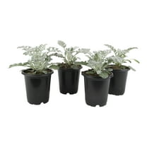 4PK 4" DUSTY MILLER