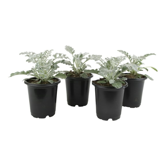 4PK 4" DUSTY MILLER