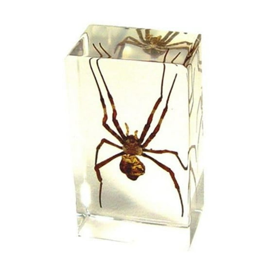 Ed Speldy East PW212 Real Bug Paperweight Regular-Medium-Spider