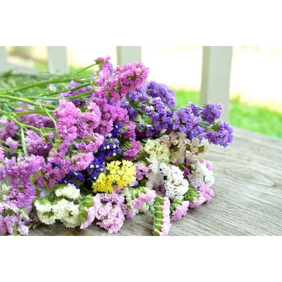 Statice Mixed Colors Dried Flowers Limonium sinuatum Sea Lavender Premium Seed Packet