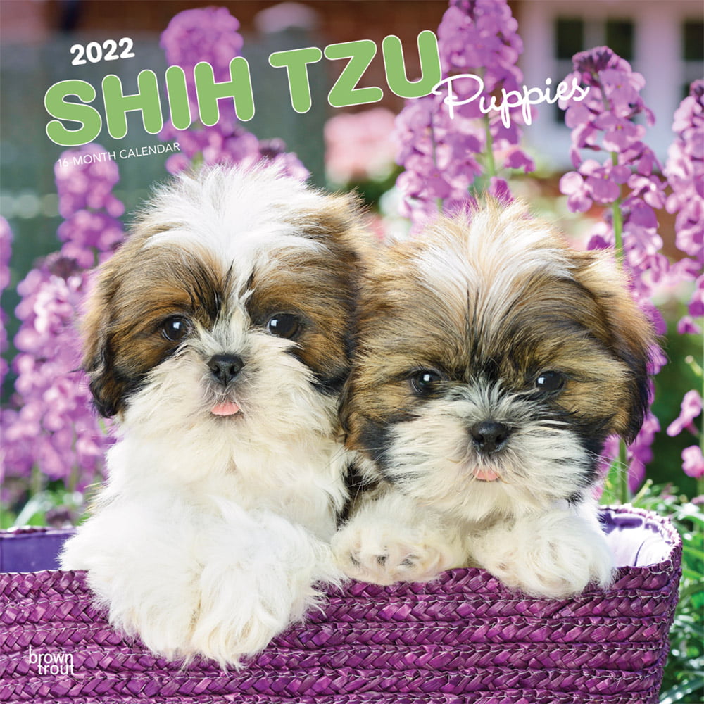 2022 Shih Tzu Wall Calendar by Bright Day 12 x 12 Inch Cute Dog Puppy 
