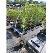 Weeping Willow Tree - 3-4 Feet Tall - ( 2.5 QT ) - Fast growing - Full sun