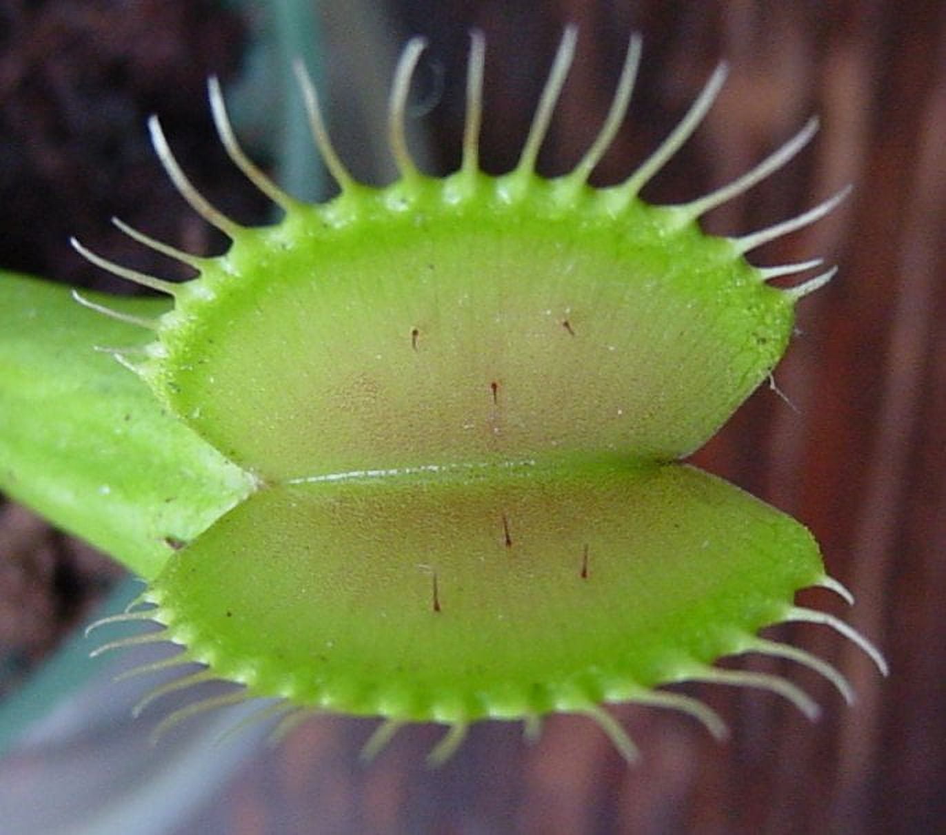 Venus Fly Trap Plant - CARNIVOROUS - Dionaea - 2" Pot