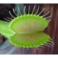 thumbnail image 2 of Venus Fly Trap Plant - CARNIVOROUS - Dionaea - 2" Pot, 2 of 4