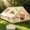9.8x13.1 FT (8 to 10 people), variant on ICEELF Inflatable Camping Tent with Skylight, 420D Oxford Waterproof Air Tent with Pump, Storage Bag, Stove Jack for 4-10 Adults