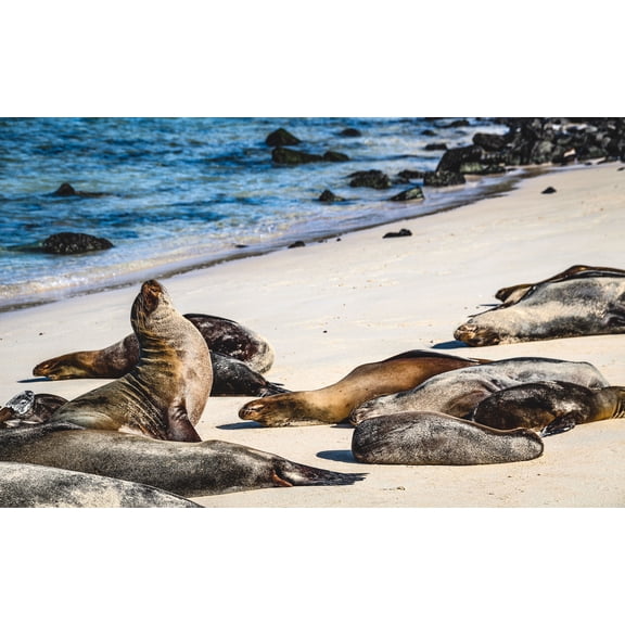 World Traveler's Puzzles 1000 Piece Jigsaw Puzzle, (Sea Lions Sunbathing Galapagos Islands)