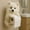 I, variant on Dog Toilet Paper Holder with Realistic Dog Sculpture for Wall Mount, Cute and Functional Design for Bathroom and Small Spaces