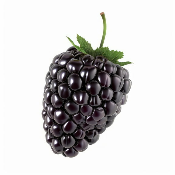 Thornless BlackBerry Seedlings for Planting - Well Rooted 1 Yr. Seedlings, Ready to Plant Natchez BlackBerry Plants (1 Seedling)