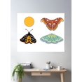 thumbnail image 2 of Sun Moths Poster Wall Art, Modern Wall Decor, 12x18 UNFRAMED, 2 of 3