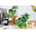 thumbnail image 3 of Plantas Artificiales Decorativa Bonsai Con Macetas 2 Pcs blanco/verde, 3 of 5