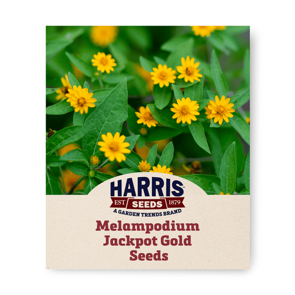Harris Seeds - Melampodium 100 Jackpot Gold Variety Flower Seeds - 100 Seeds