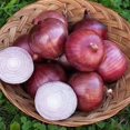 thumbnail image 2 of HIGHGW 150+ Rossa Di Milano Onion Seeds- All Heirloom Seeds, 2 of 4