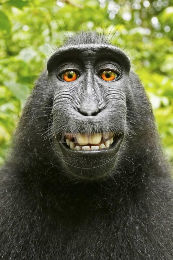 Monkey Selfie Cute Humor Funny Animal Photo Print Wall Art by David Slater  Sold by  