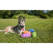 (3 pack) Vibrant Life Pig Dog Toy, Latex, Playful Buddy Pigglesworth, Chew Level 1