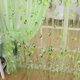 thumbnail image 5 of Cortina Deco Tulip Flower Yarn Sheer Ventana Bufanda para Dormitorio (Verde) Sywqhk Libre de BPA, 5 of 9