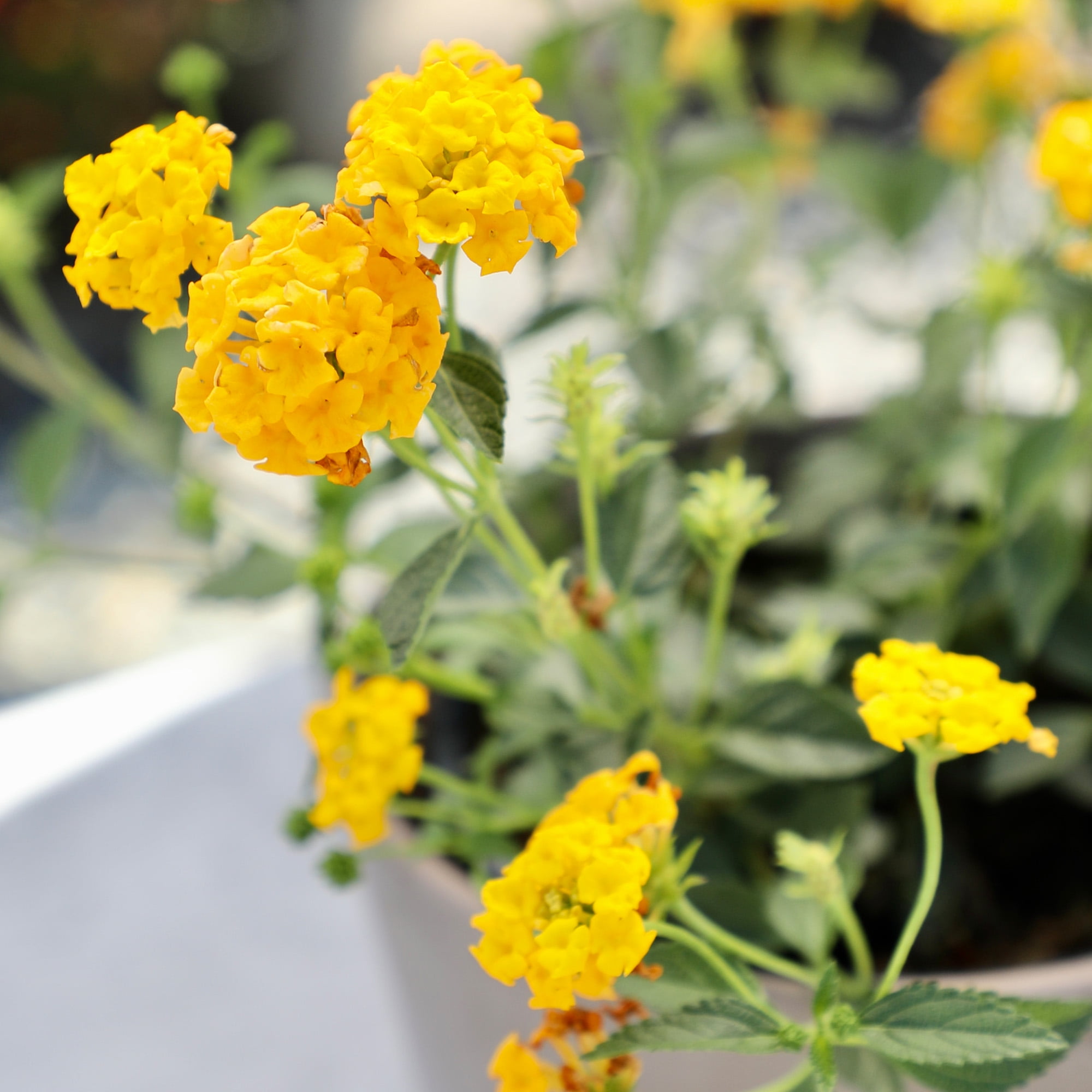 Expert Gardener Gold Lantana Live Plant, 2.5 QT Grow Pot, Direct Sun, Flowering Plant