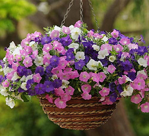 200 Seeds Heirloom Hanging Petunia Mixed Seeds Color Waves Hanging Basket Petunia Beautiful Flowers Light Up Your Garden Purple
